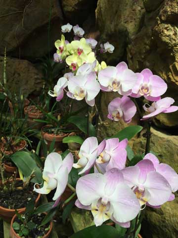 Beaumont Botanical Gardens 